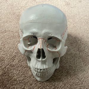 Anatomy skull
